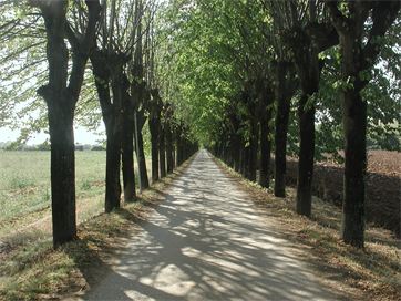 Viale Tigli